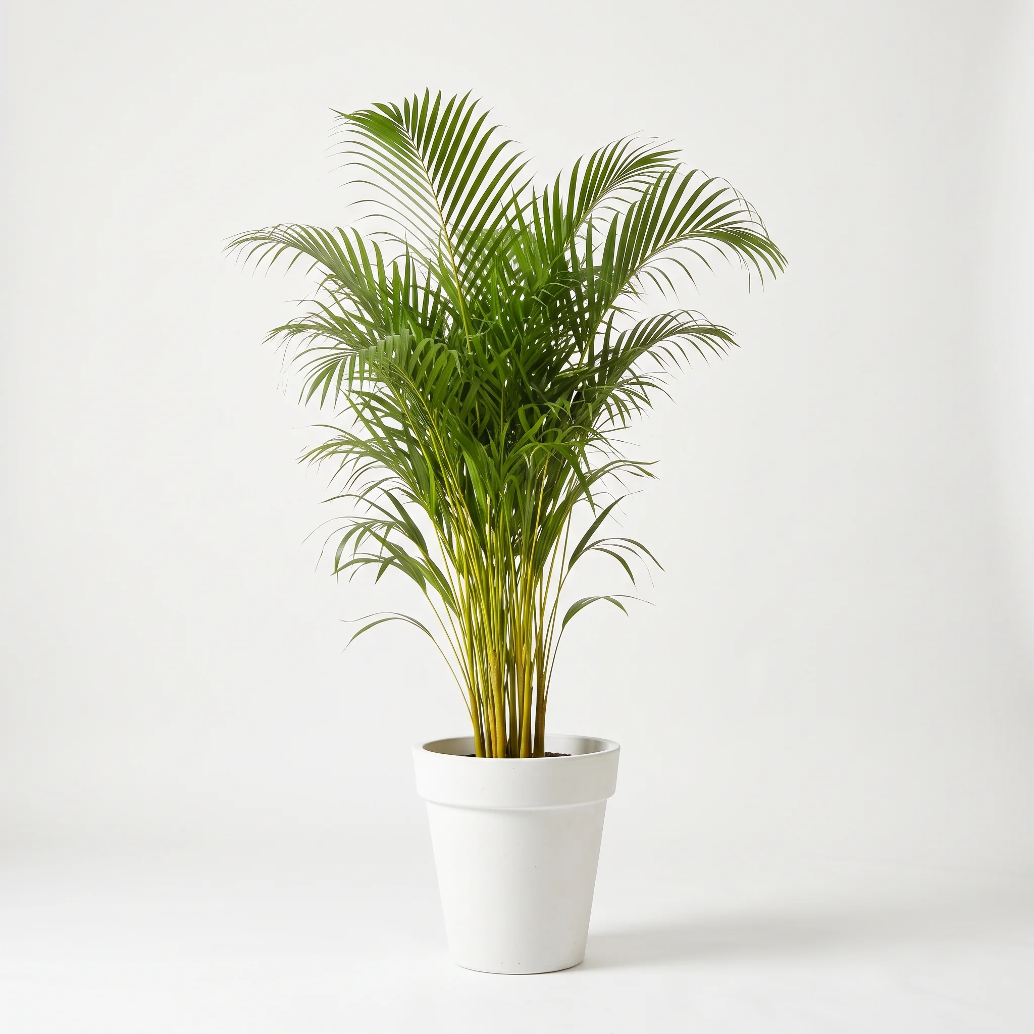 Areca