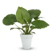 Alocasia