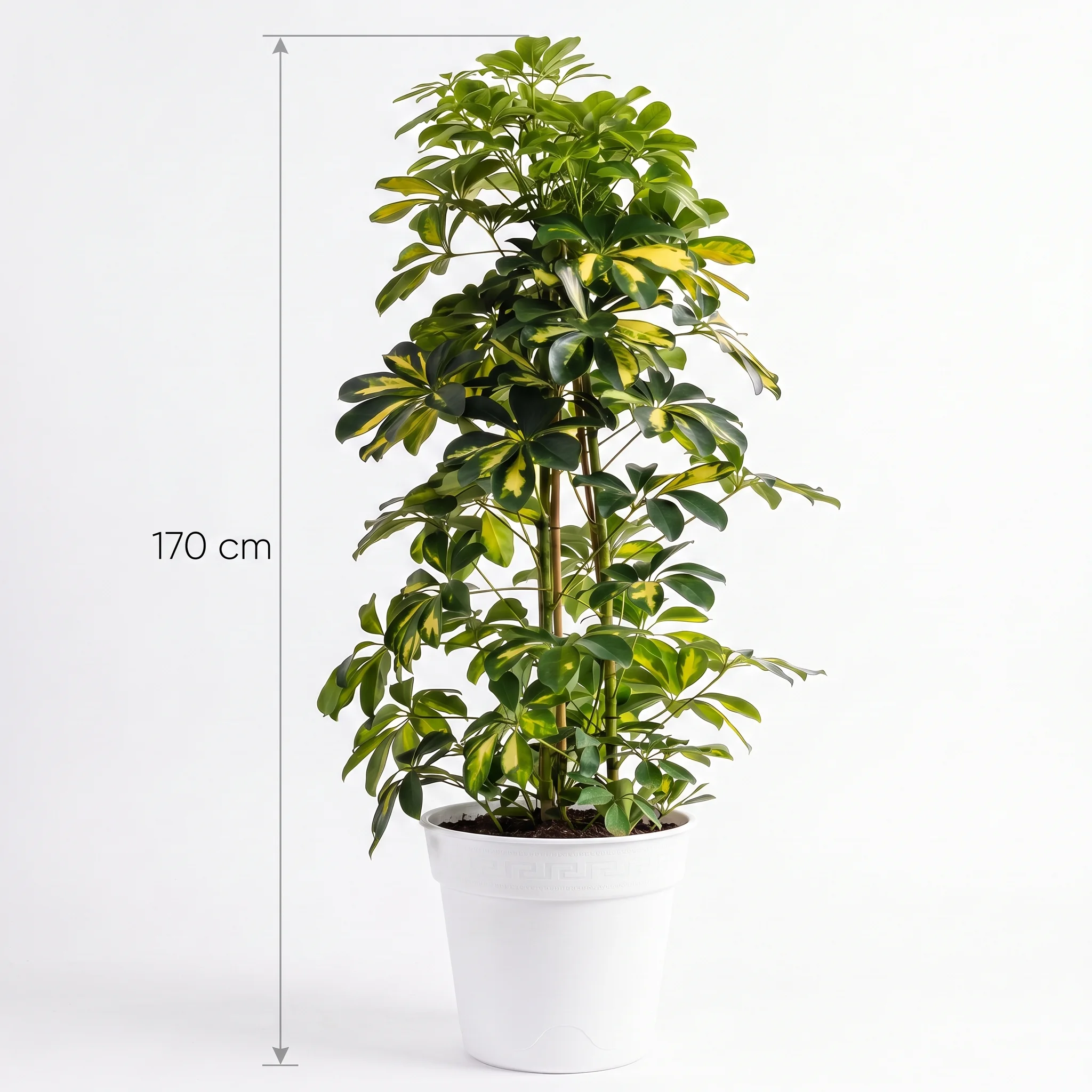 SCHEFFLERA