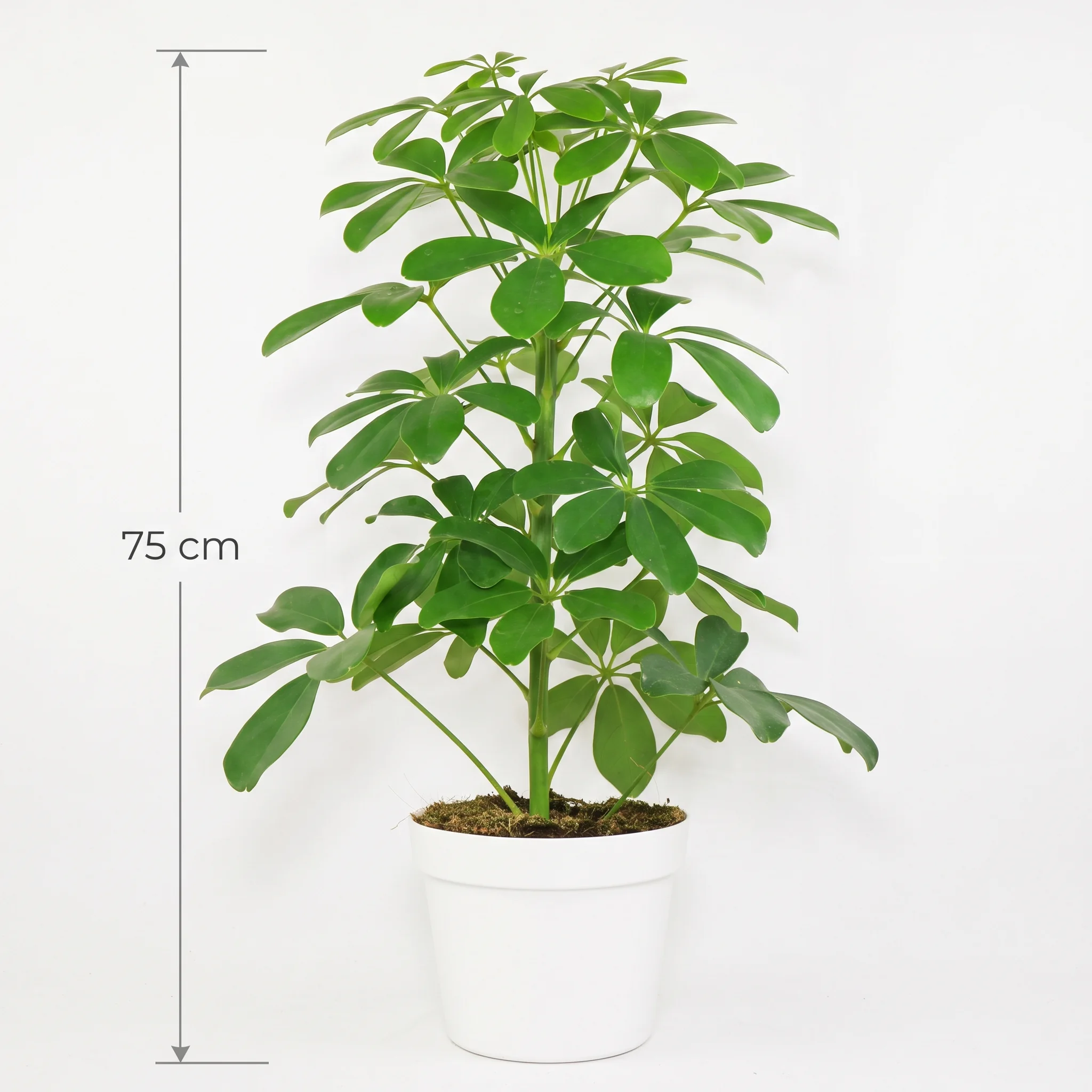 SCHEFFLERA