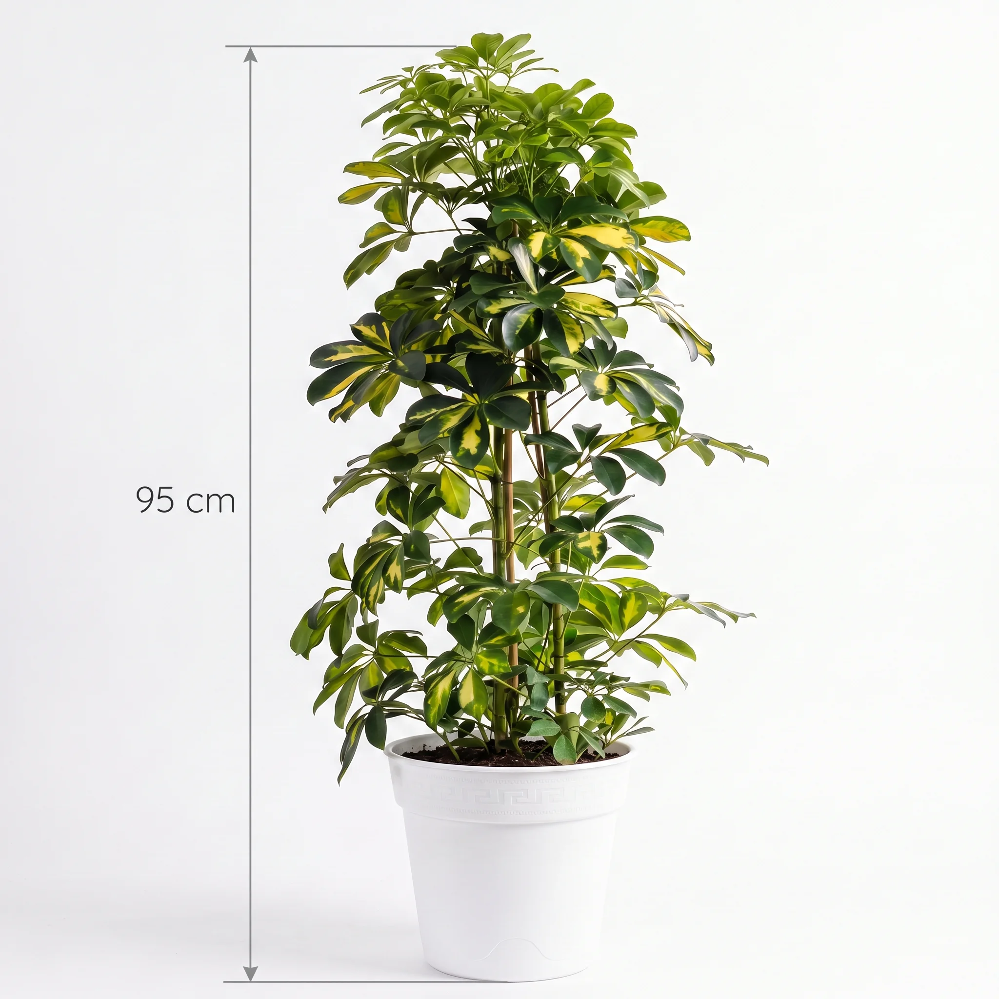 SCHEFFLERA