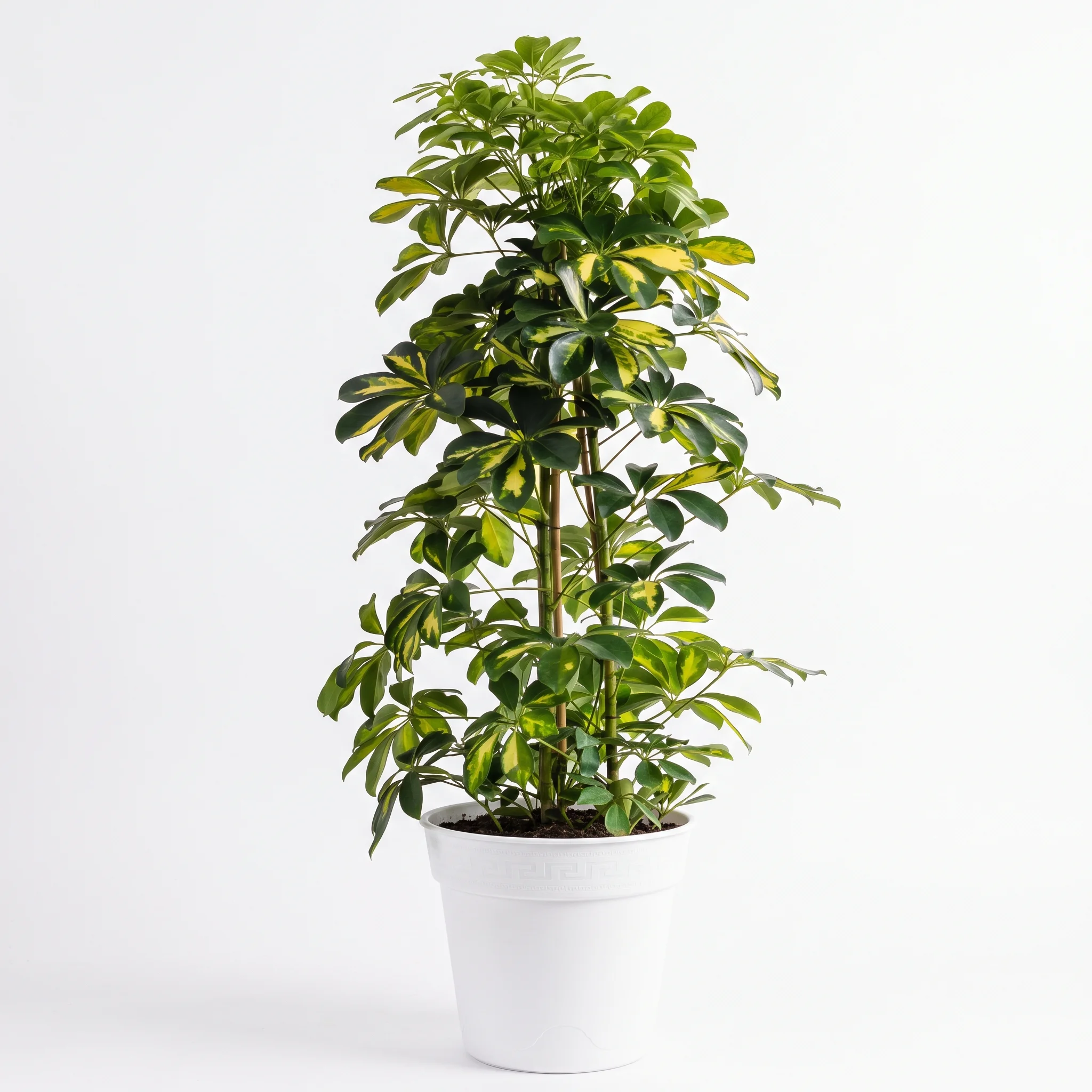 SCHEFFLERA