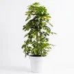SCHEFFLERA