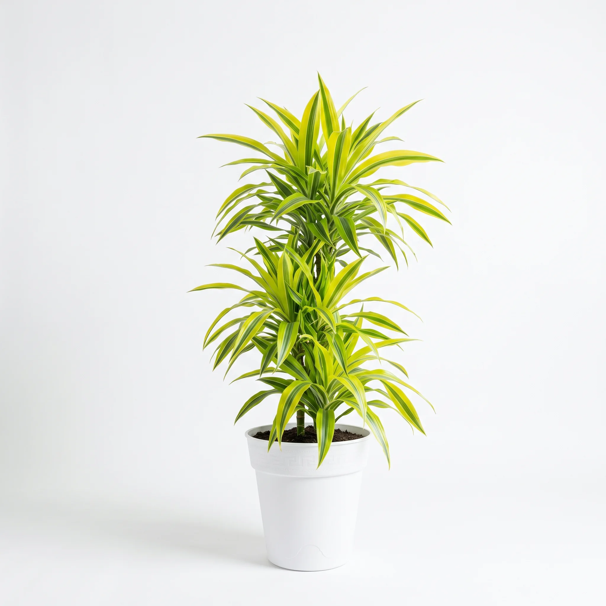 Croton mammy