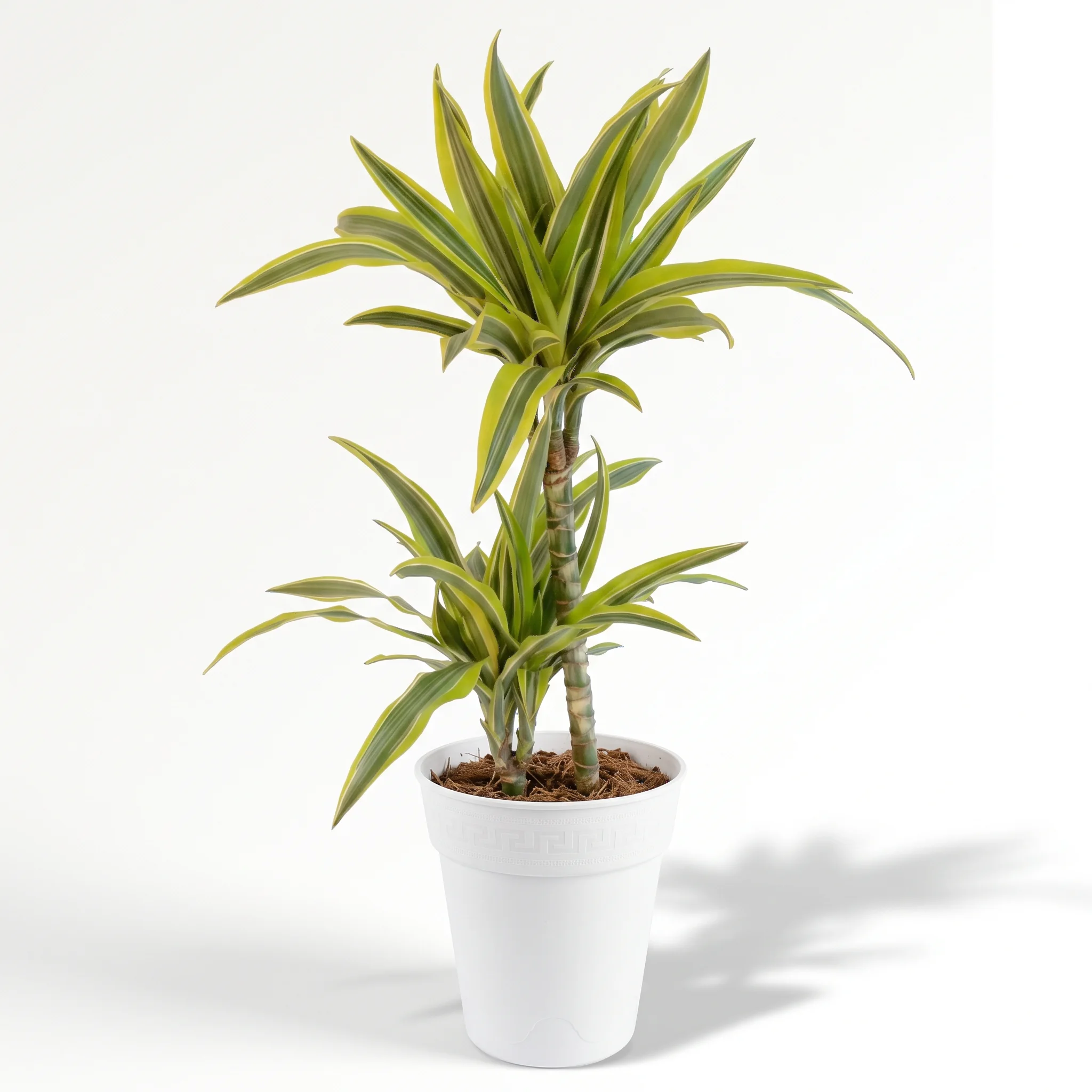 Croton mammy