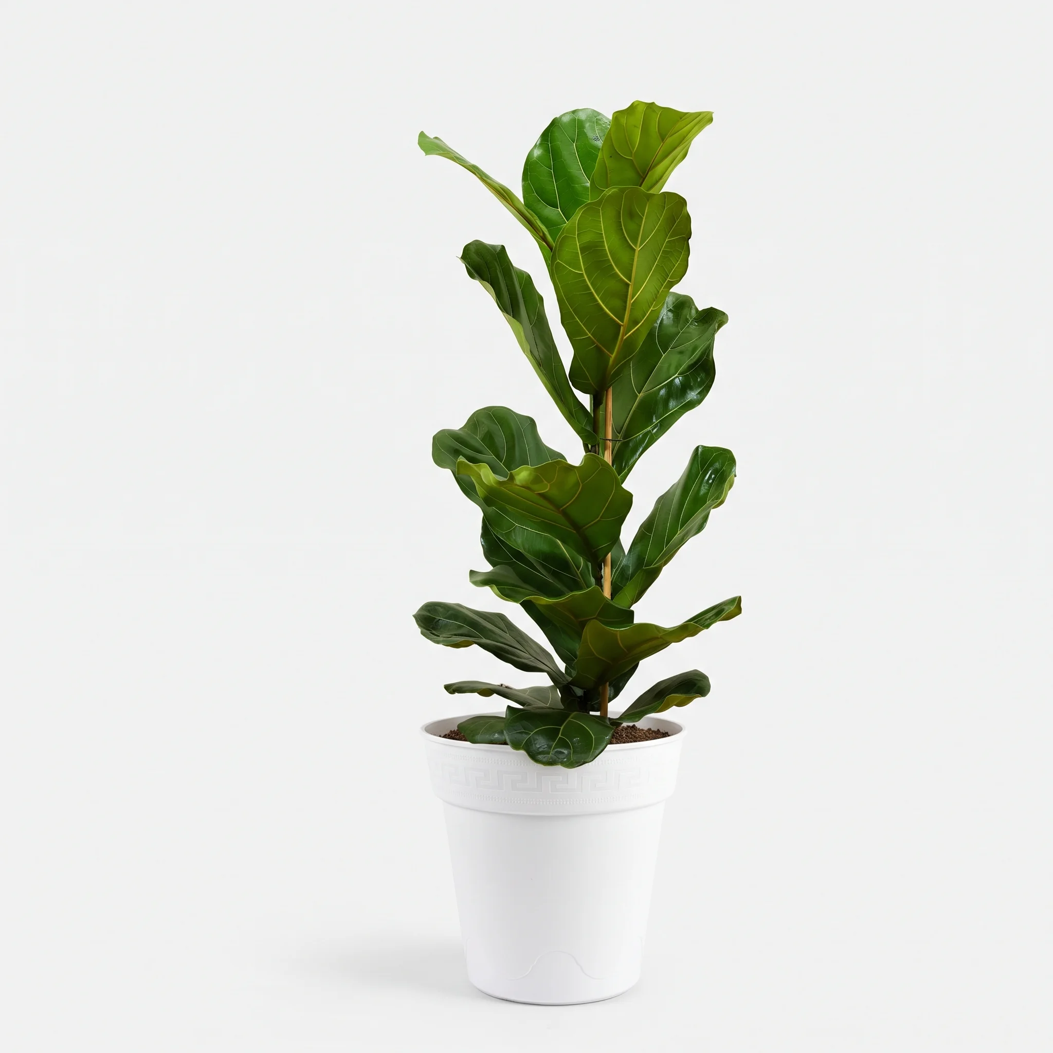 Ficus Lyrata