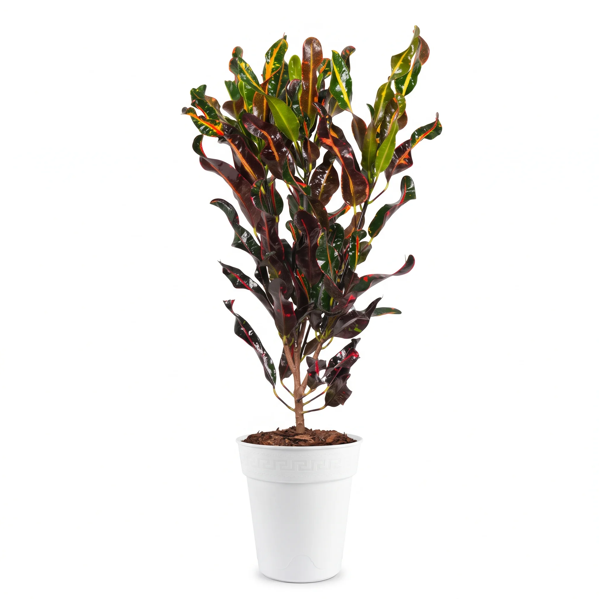 Croton Mammy