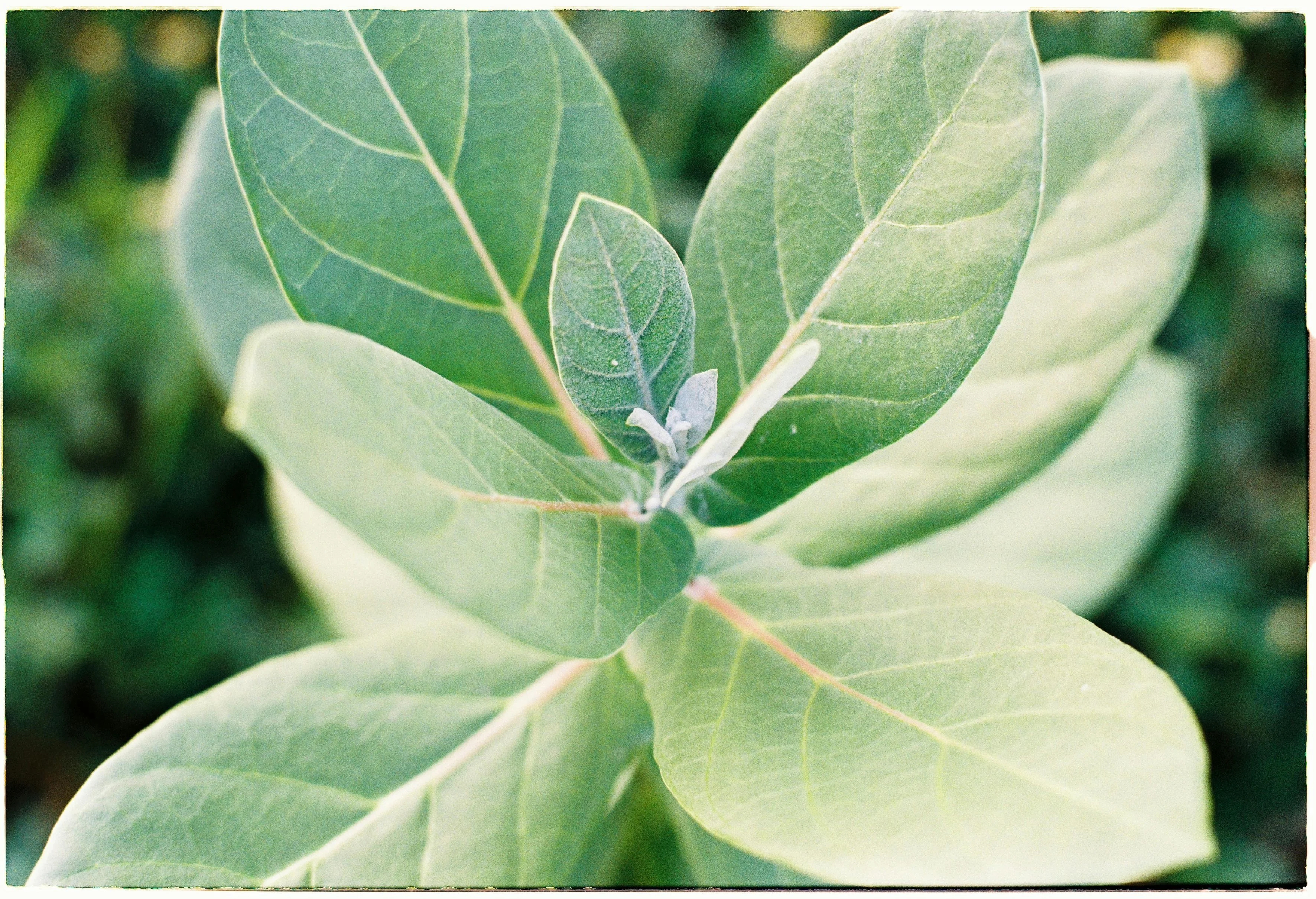 Plante ashwagandha fraîche — complément naturel stress et sommeil Nuvaya Shop