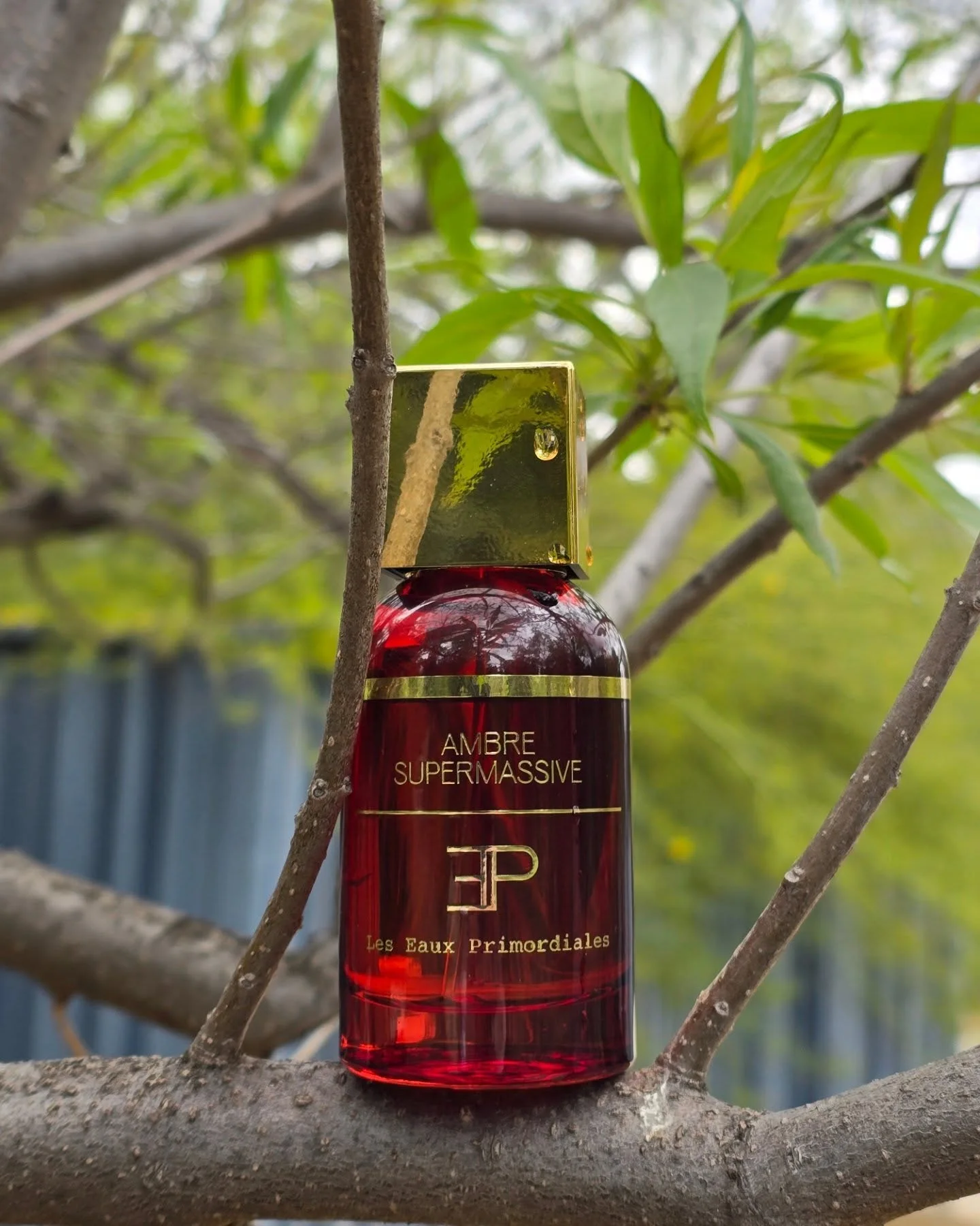 AMBRE SUPERMASSIVE