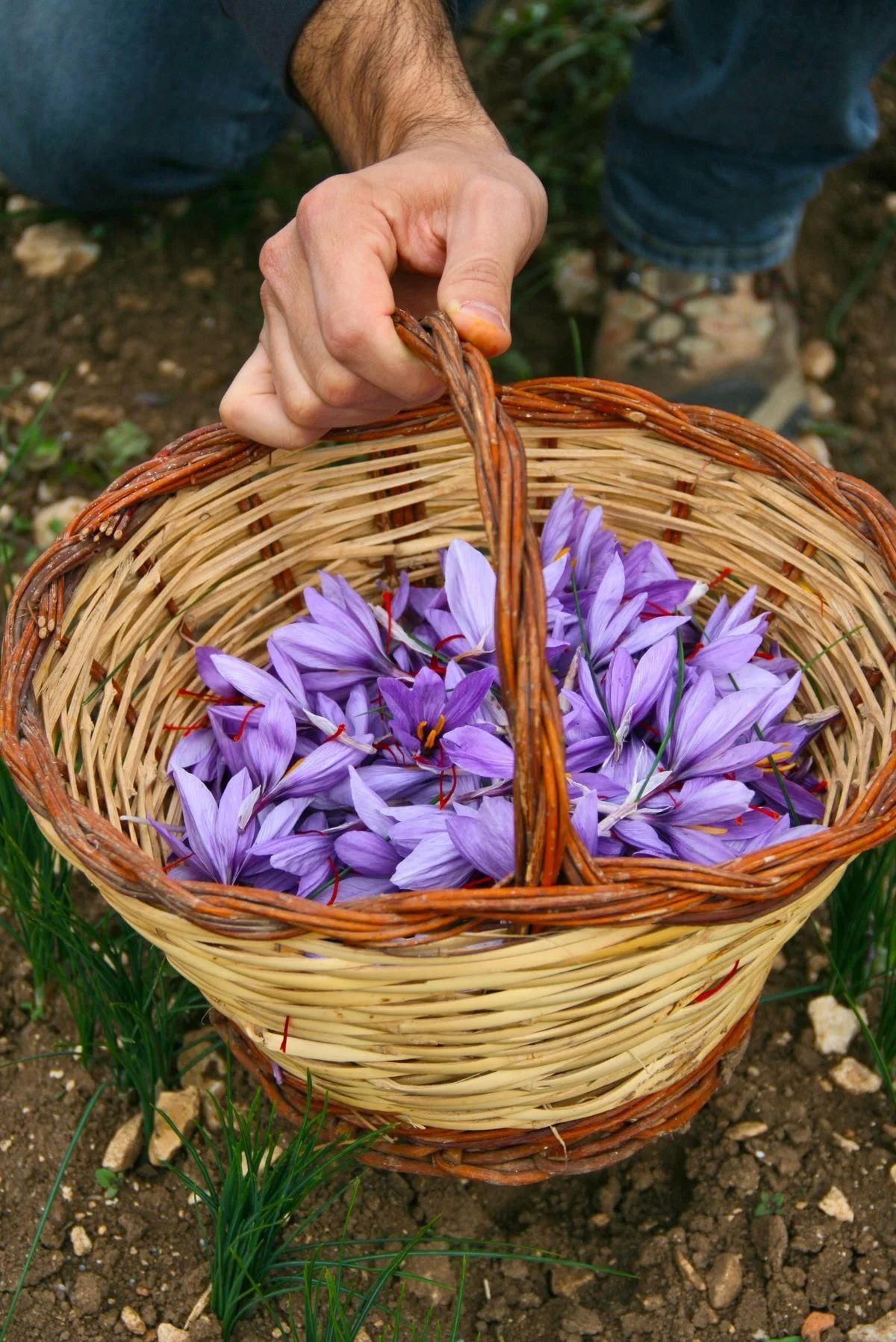 الأسئلة الشائعة