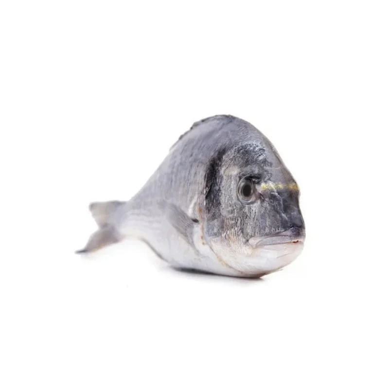 Dorade