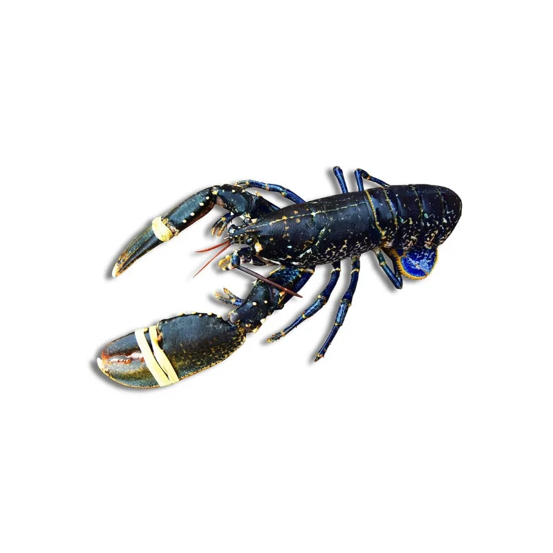 Homard