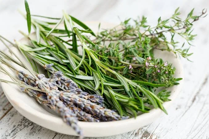 Plantes Aromatiques & Herbes